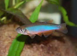 Rosy Danio
